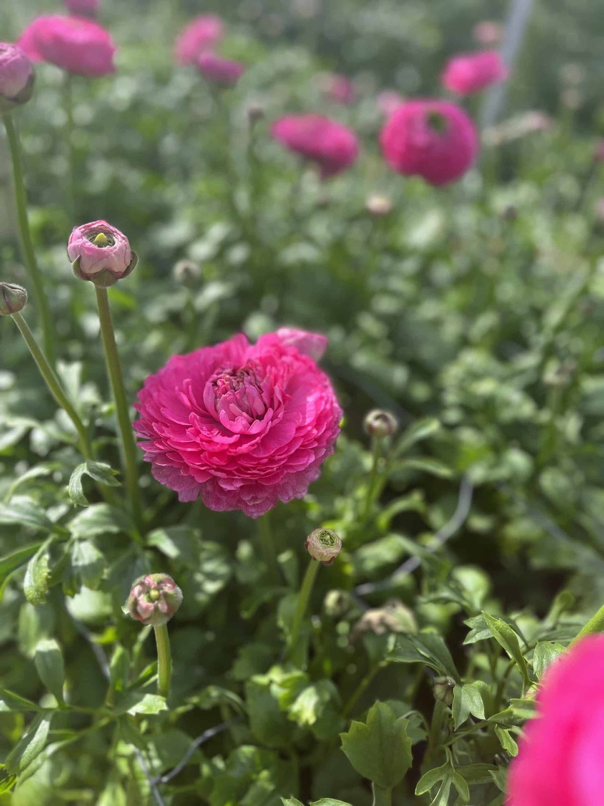 Bulbi de Ranunculus "Rosy Cheeks", 5 Bucati