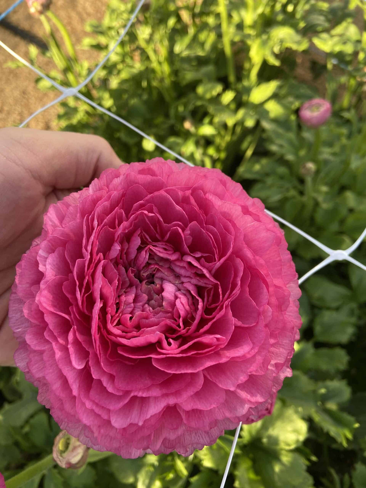 Bulbi de Ranunculus "Rosy Cheeks", 5 Bucati