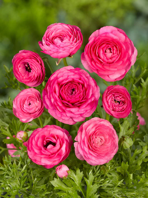 Bulbi de Ranunculus, Roz, 5 Bucata