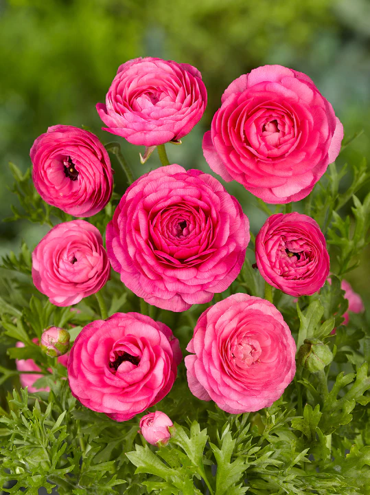 Bulbi de Ranunculus - Roz - 5 buc