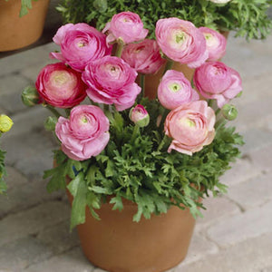 Bulbi de Ranunculus, Roz, 5 Bucata