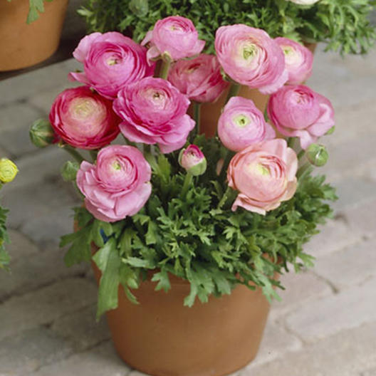 Bulbi de Ranunculus - Roz - 5 buc