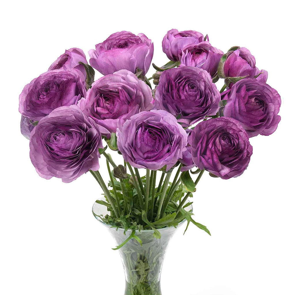 Bulbi de Ranunculus - Cottun - 5 buc