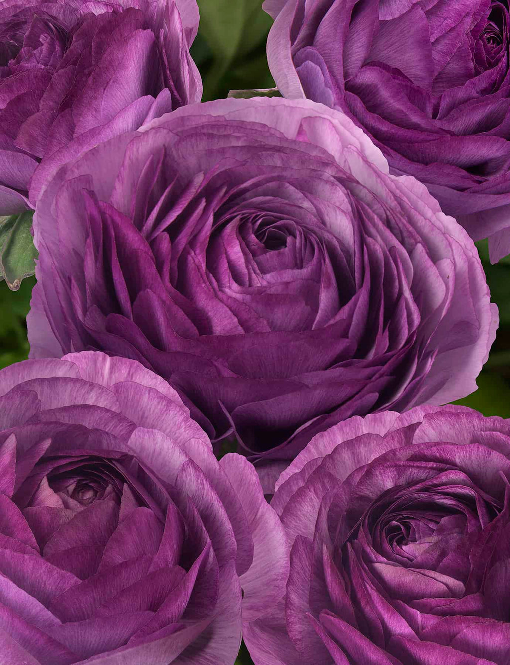 Bulbi de Ranunculus - Cottun - 5 buc