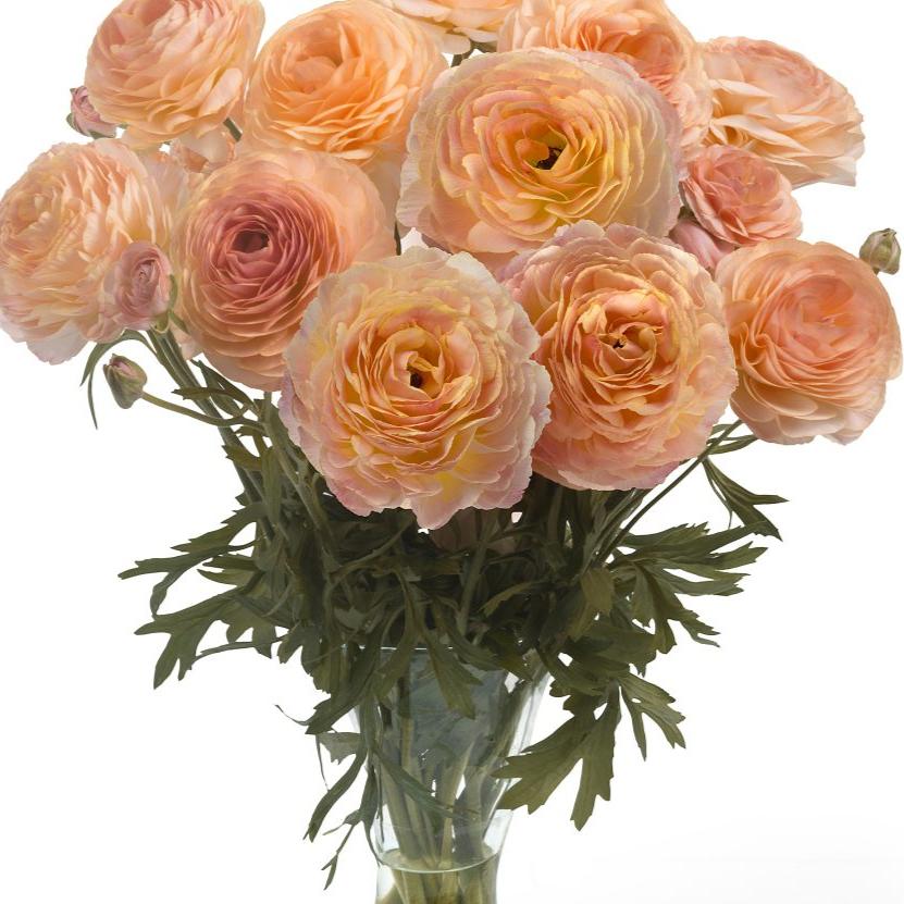 Bulbi de Ranunculus - Plage - 5 buc