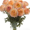 Bulbi de Ranunculus - Plage - 5 buc