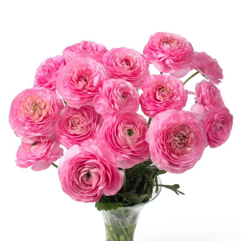 Bulbi de Ranunculus "Rosy Cheeks", 5 Bucati