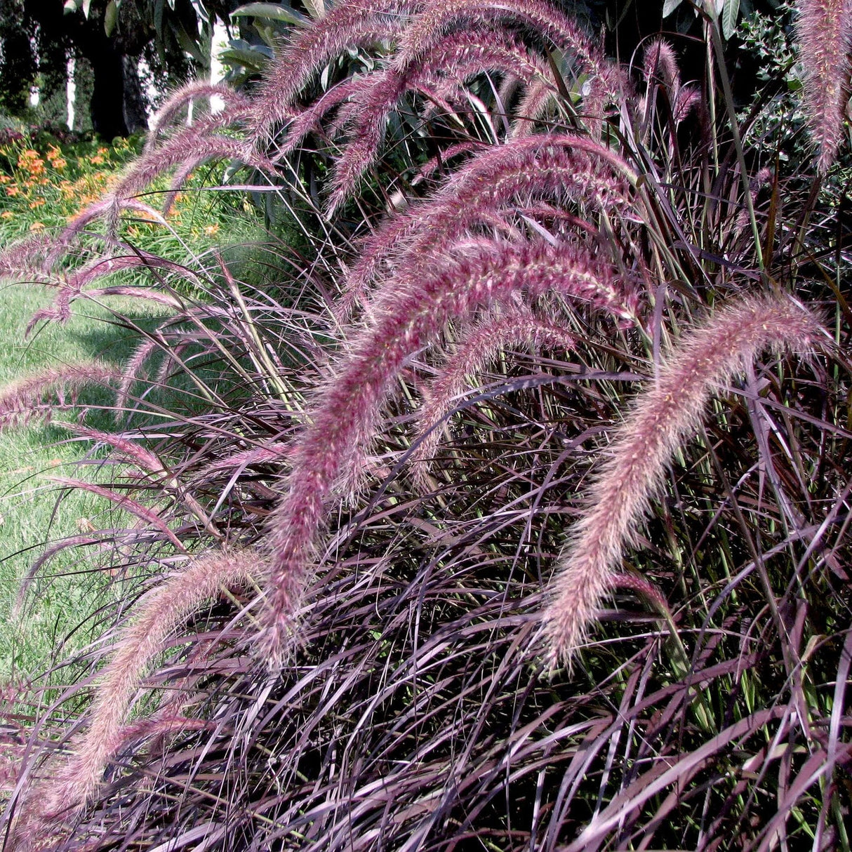 Iarba Chinezeasca Pennisetum Red,1 Bucata