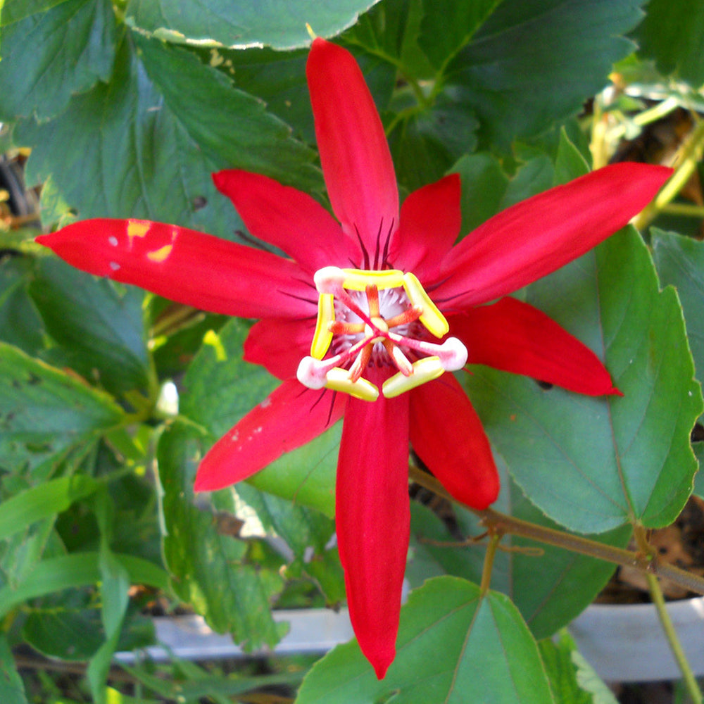 Floarea Pasiunii "Passiflora", Rosie, la Ghiveci de 3L, 1 Bucata