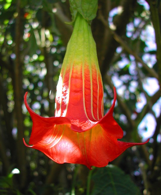 Trompeta Ingerilor "Brugmansia", Rosu, la Ghiveci de 3L, 1 Bucata