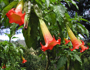 Trompeta Ingerilor "Brugmansia", Rosu, la Ghiveci de 3L, 1 Bucata