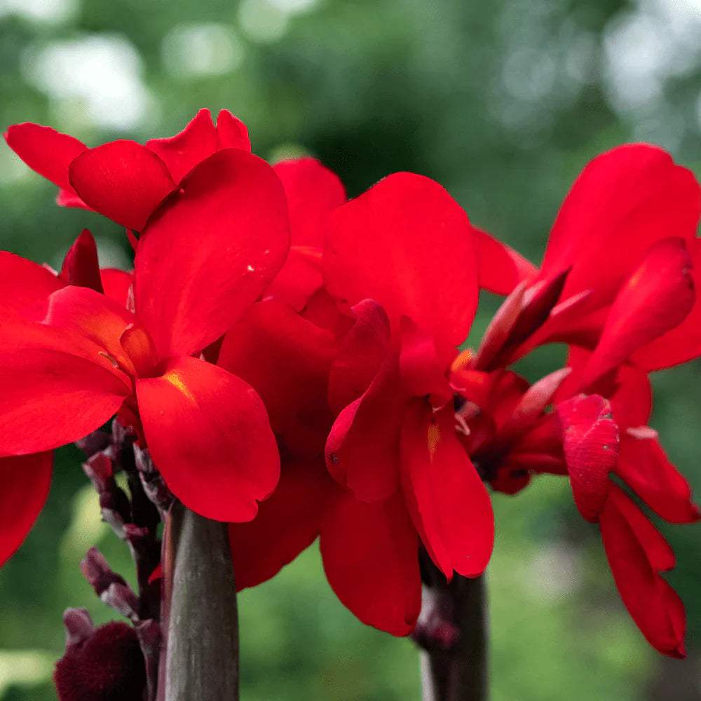 Red_Canna-min - Fitza Florilor