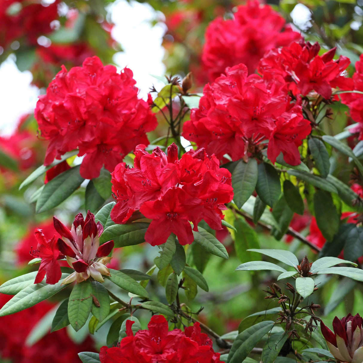 Rhododendron "Red Jack",la Ghiveci, 1 Bucata