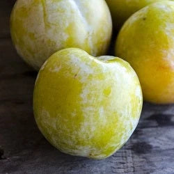 Prun Renclod Verde - Galben - Anul 3