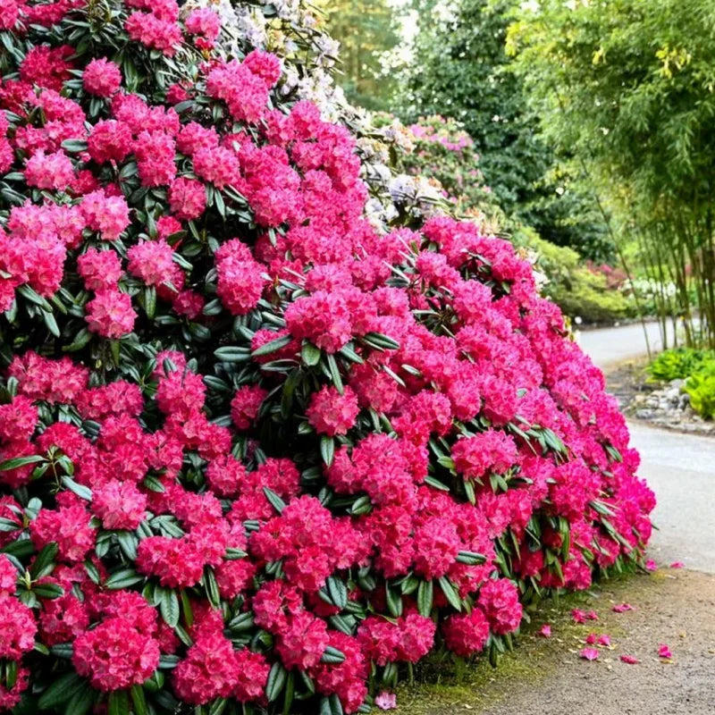 Rhododendron "Morgenrot",la Ghiveci, 1 Bucata