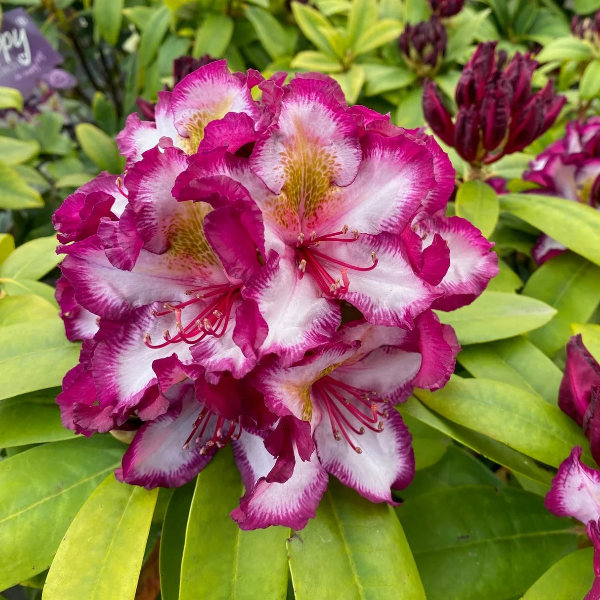 Rhododendron "Pushy Purple",la Ghiveci, 1 Bucata