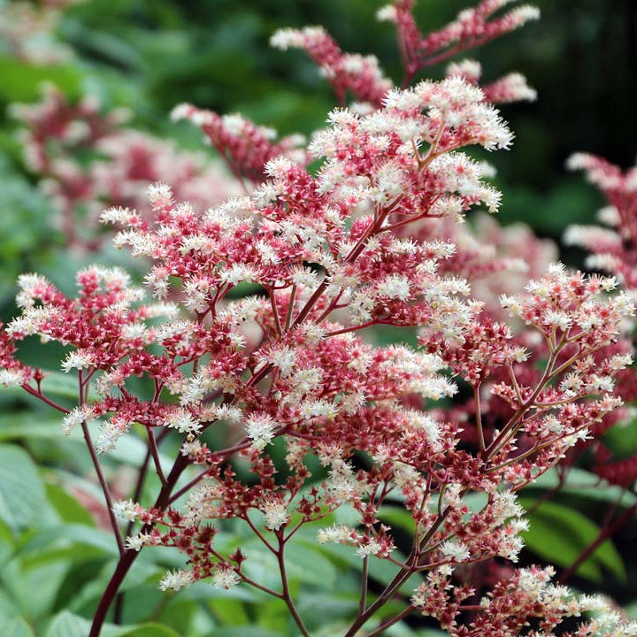 Rodgersia "Elegans"