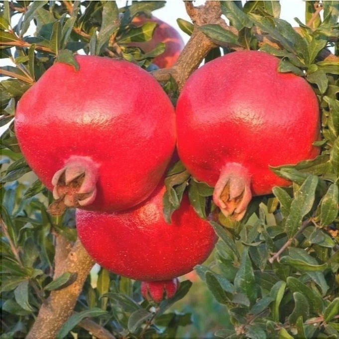 Pachet Mixt Rodiu 5 Bucăți
