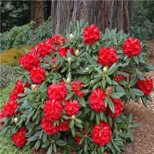 Rhododendron "Red Jack",la Ghiveci, 1 Bucata