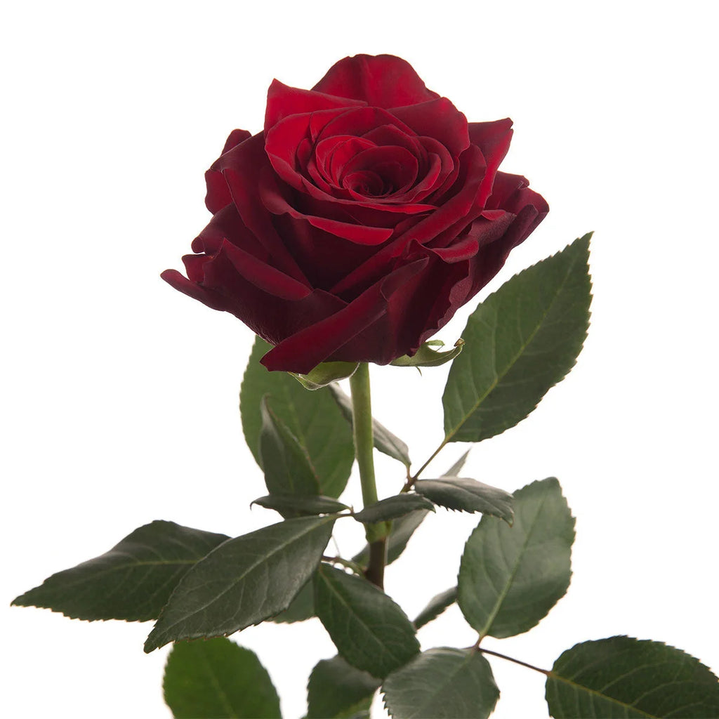 Trandafiri Butași Teahibrizi - Explorer