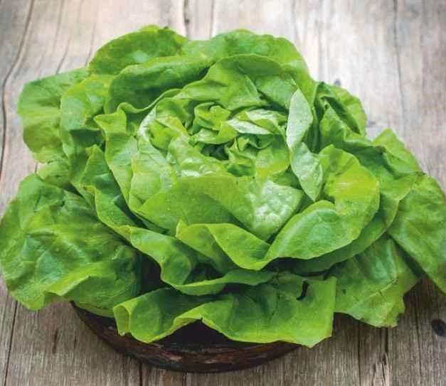 Semințe de Salată "Ileana" , 1 gr