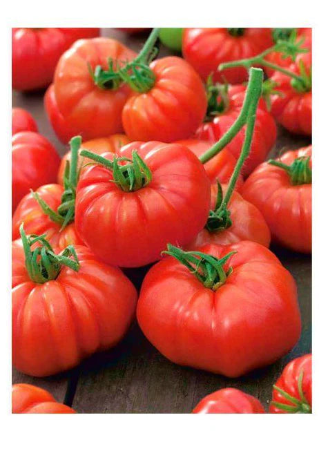 Semințe de Roșii "Marmande" , 0,7 gr
