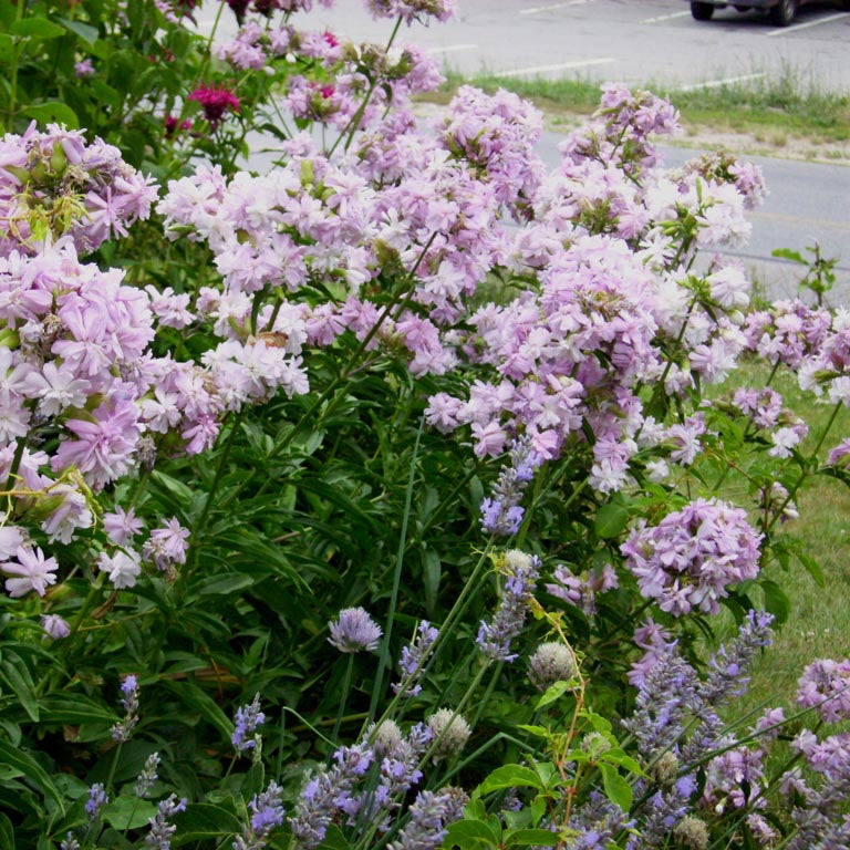 Saponaria "Rosea Plena"