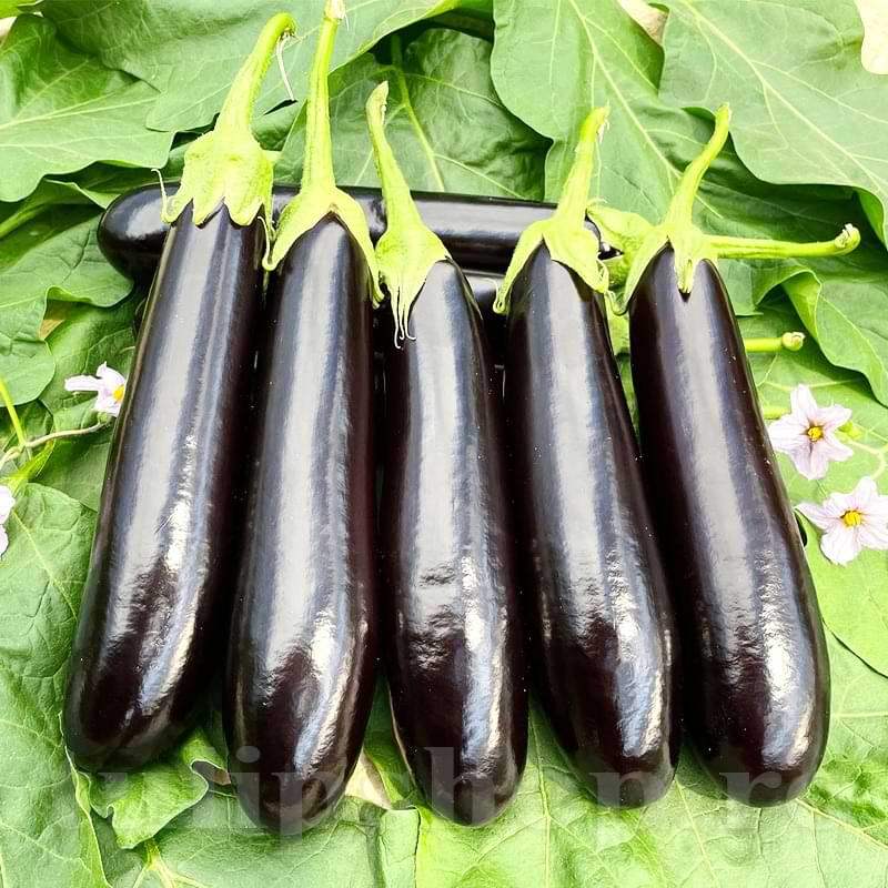 Semințe de Vinete "Early Long Purple", 2g