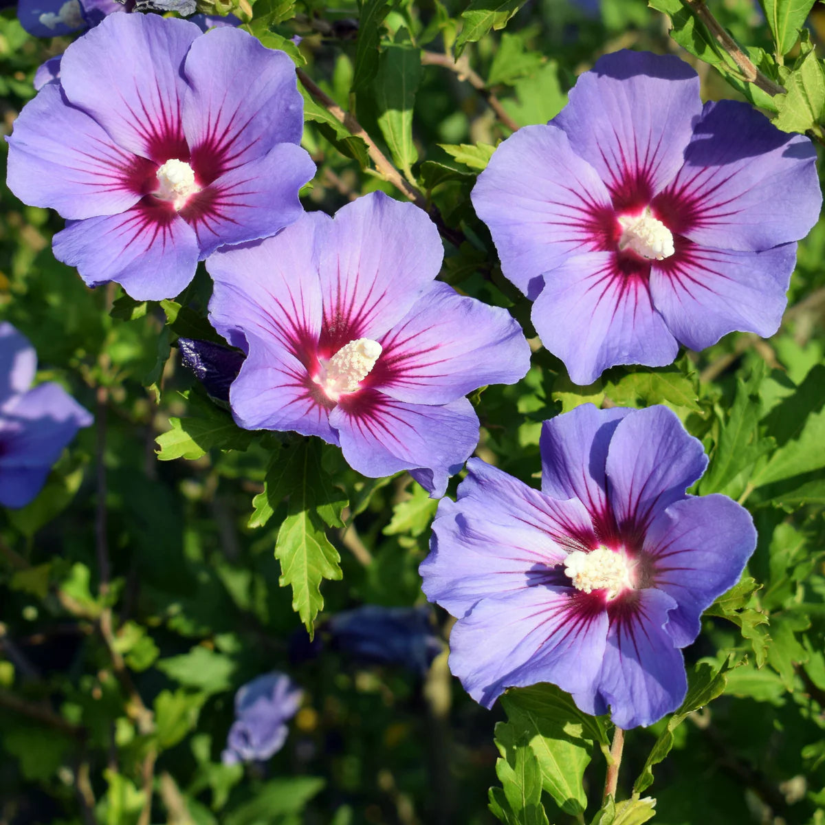 Hibiscus "Oiseau Bleu ", la Ghiveci de 3L, 1 Bucata