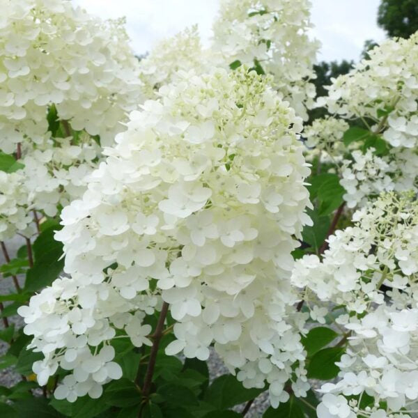 Hortensia Arbustiva Paniculata "Silver Dollar", la Ghiveci de 3L, 1 Bucata