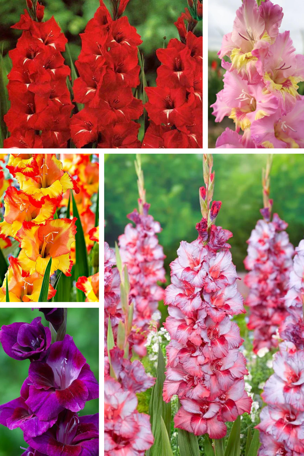 Bulbi Gladiole - Pachet Promotional Mixt - 200 buc