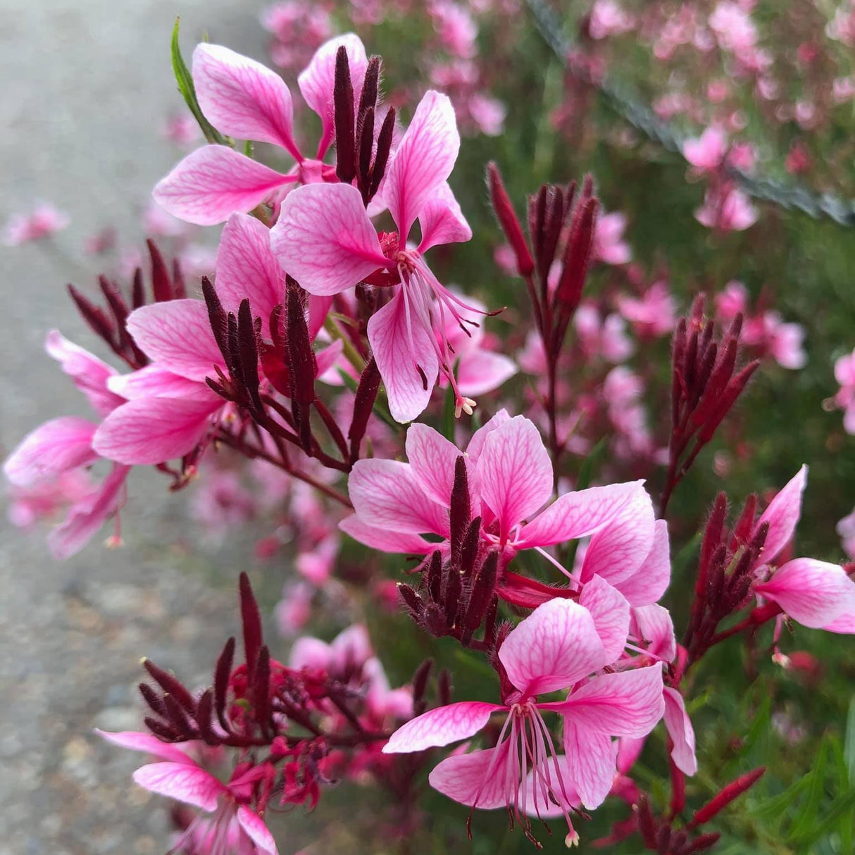 Gaura "SIiskiyou Pink" (Floarea Albinei)