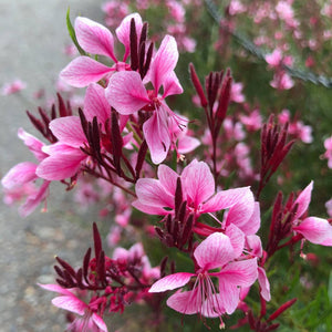 Gaura "SIiskiyou Pink" (Floarea Albinei)