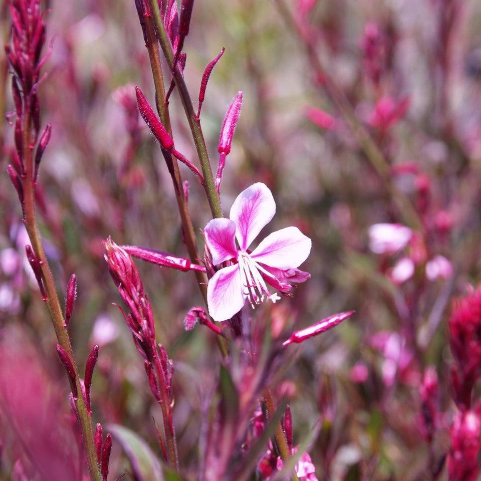 Gaura "SIiskiyou Pink" (Floarea Albinei)
