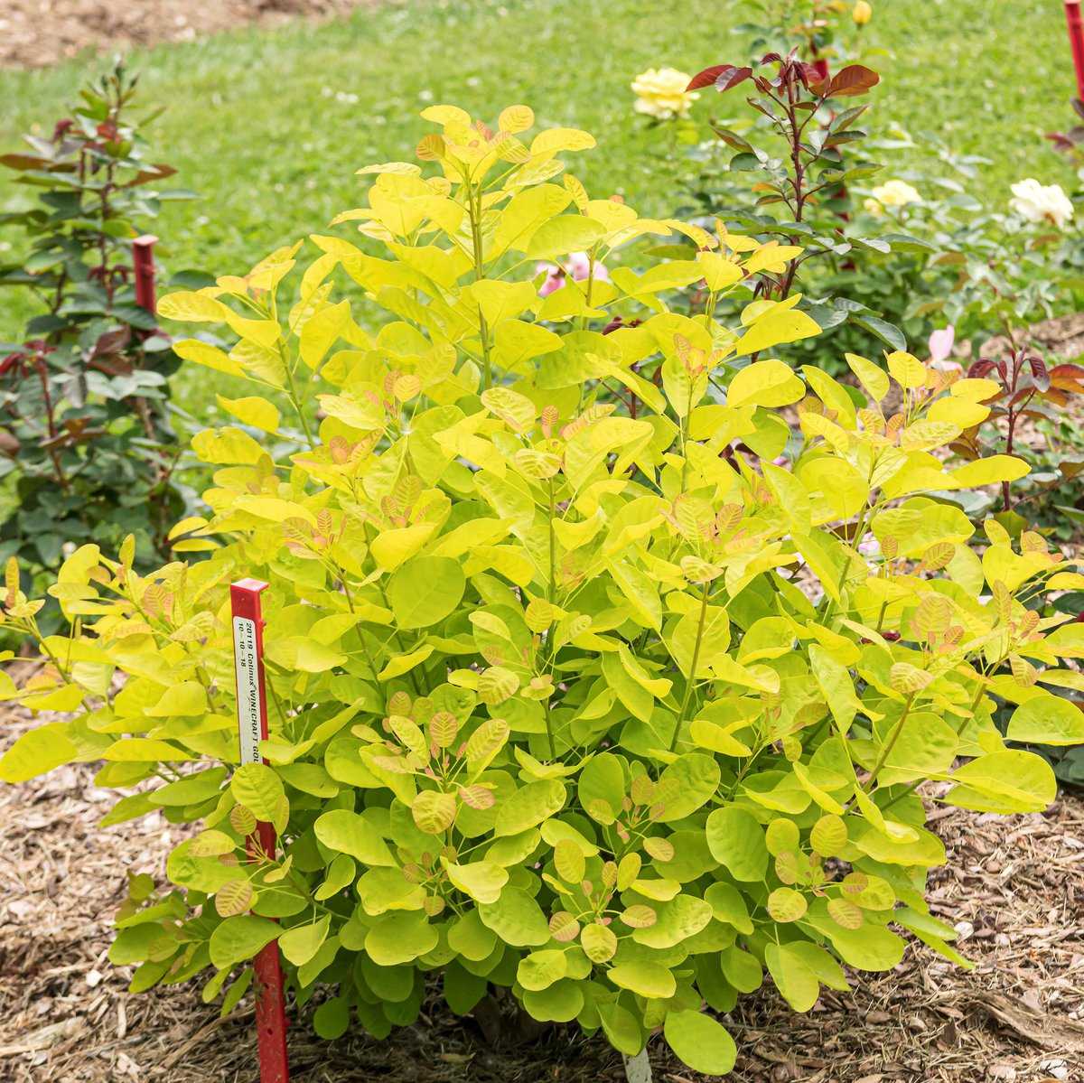 Scumpie "Arbore de Fum "Cotinus Coggygria Golden Lady, 1 Bucata