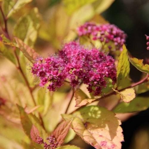 Spiraea Japonica ''Firelight'' (Cununita)