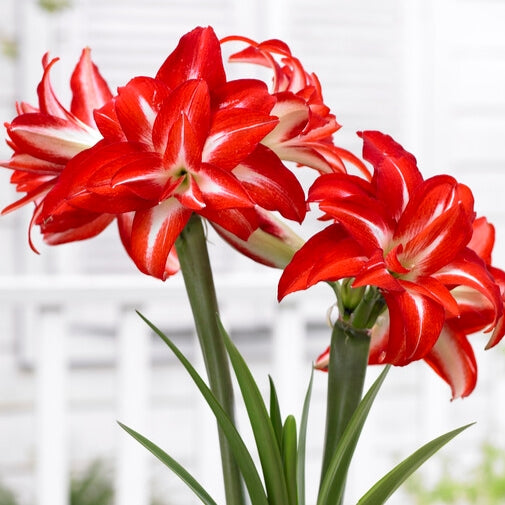 Bulbi de Amaryllis "Splash", 1 Bucata