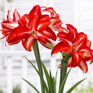 Bulbi de Amaryllis "Splash", 1 Bucata