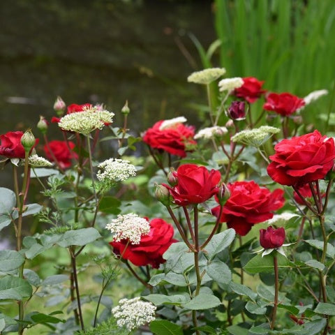 Trandafir Tufa "Stortebeker-Rosen Tantau", la Ghiveci de 6L, Anul 4, 1 Bucata