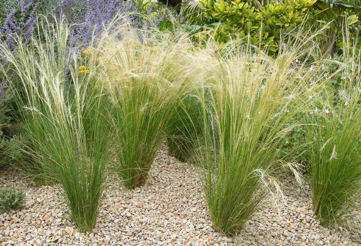 Iarba Mexicana, ''Stipa Tenuifolia'', la Ghiveci de 3L, 40/50 cm, 1 Bucata