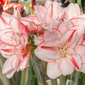 Bulbi de Amaryllis "Striped Amadeus", 1 Bucata