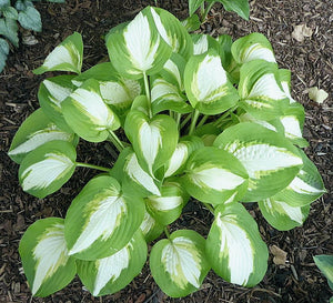 Bulbi de Hosta "Summer Music", 1 Bucata