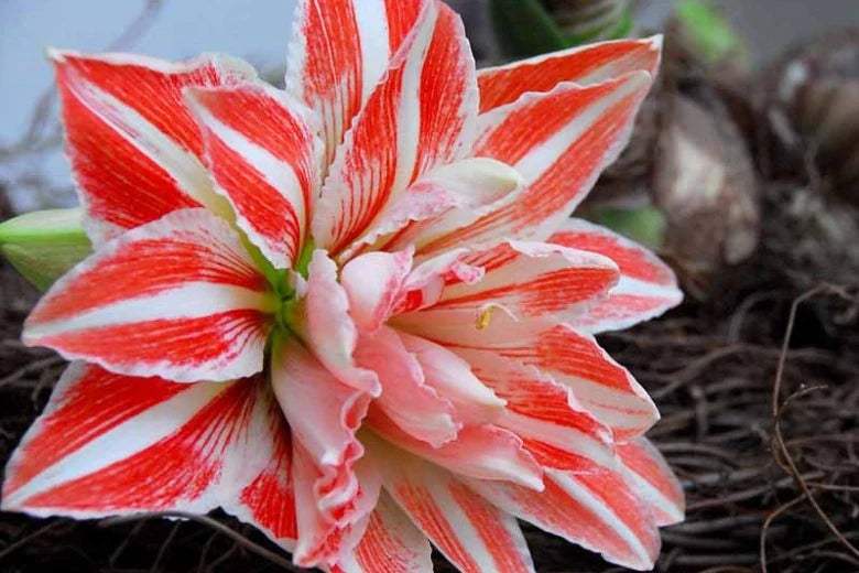 Sumptuous-Double-Flowering-Amaryllis-780x520_2ac356cf-07ab-490d-92fe-fe5ad915eeae - Fitza Florilor