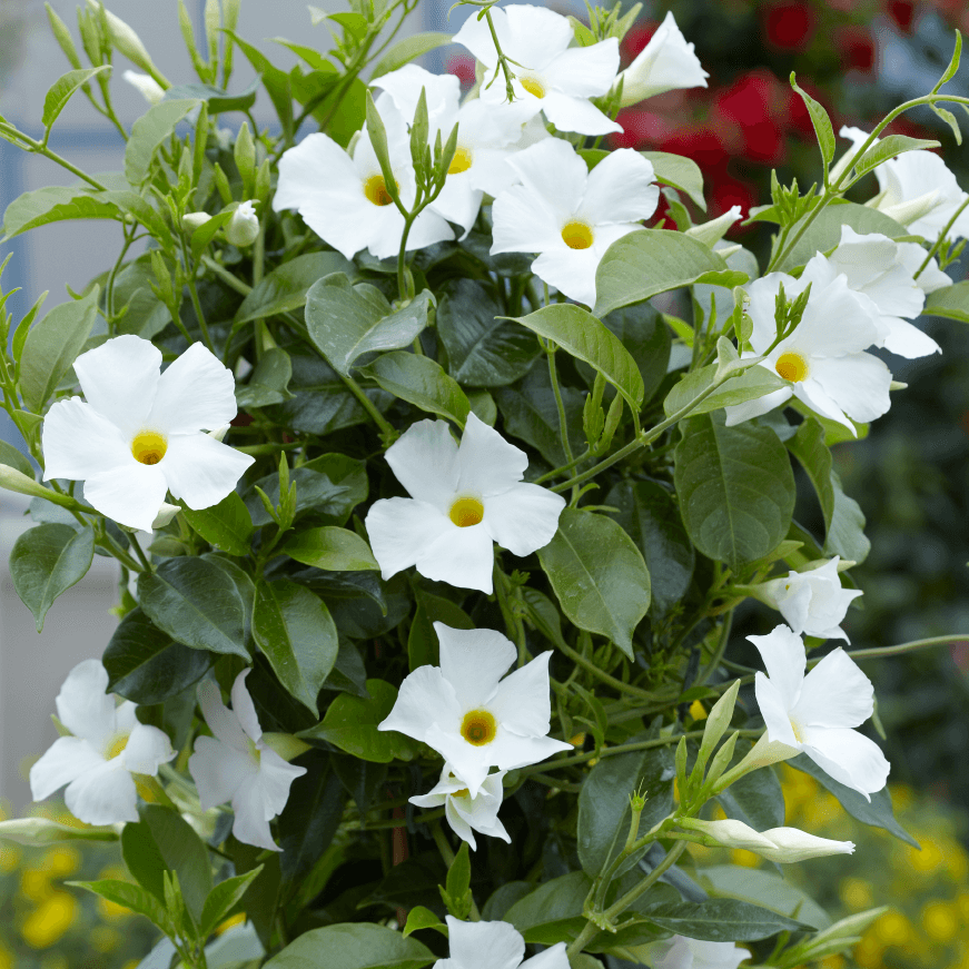 Dipladenia Albă - Ghiveci - 1 buc