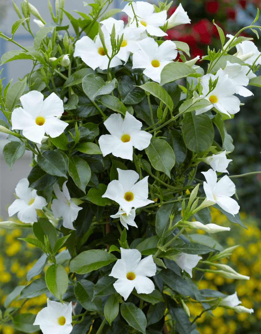 Dipladenia Alba in Ghiveci, 1 Bucata