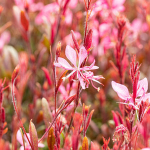 Gaura "Sunset Dreams" (Floarea Albinei)