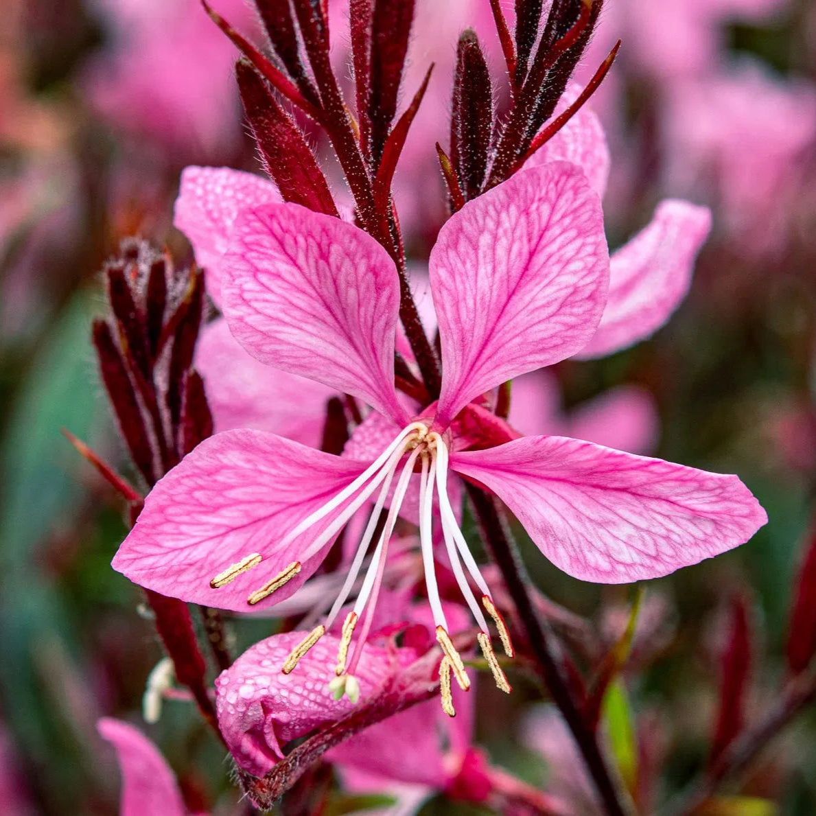 Gaura "Sunset Dreams" (Floarea Albinei)