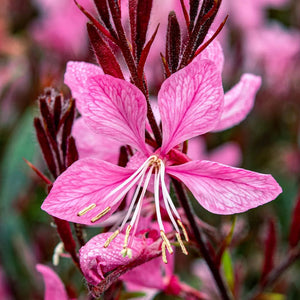 Gaura "Sunset Dreams" (Floarea Albinei)