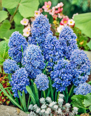 Bulbi de Muscari "Blue Spike", 5 Bucati