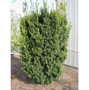 Taxus Media Hicksii la Ghiveci de 3 litri, 1 Bucata